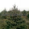 picea (15)